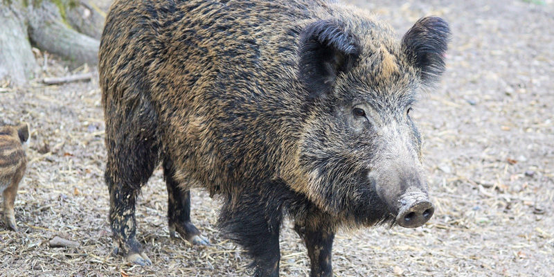 Zum 1. April 2020 schreibt die Jagdgenossenschaft Güterfelde die Neuverpachtung des Jagdbezirks Güterfelde im Landkreis Potsdam-Mittelmark über einen Zeitraum von 9 Jahren neu aus.