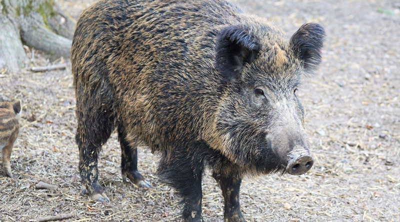 Zum 1. April 2020 schreibt die Jagdgenossenschaft Güterfelde die Neuverpachtung des Jagdbezirks Güterfelde im Landkreis Potsdam-Mittelmark über einen Zeitraum von 9 Jahren neu aus.
