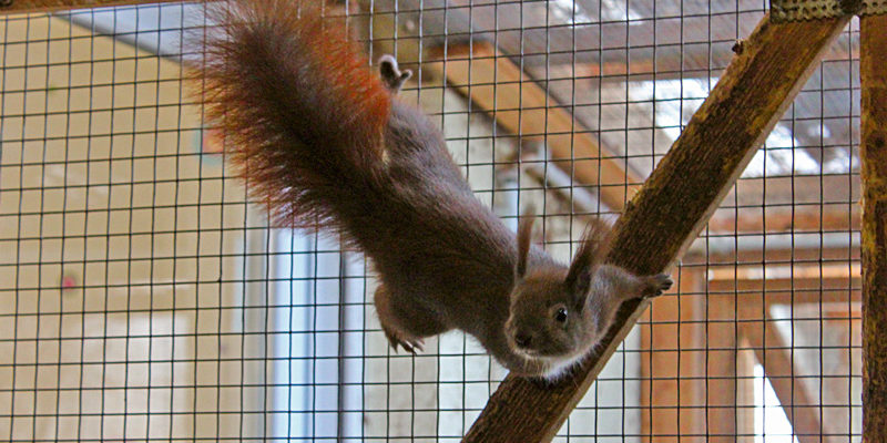 Die Eichhörnchenhilfe Berlin-Brandenburg in Teltow hilft ausgehungerten, verletzten oder kranken Tieren. Die Tiere finden keine Nahrung, weil die Gärten zu perfekt sind.