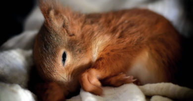 Die Eichhörnchenhilfe Berlin-Brandenburg in Teltow hilft ausgehungerten, verletzten oder kranken Tieren. Die Tiere finden keine Nahrung, weil die Gärten zu perfekt sind.