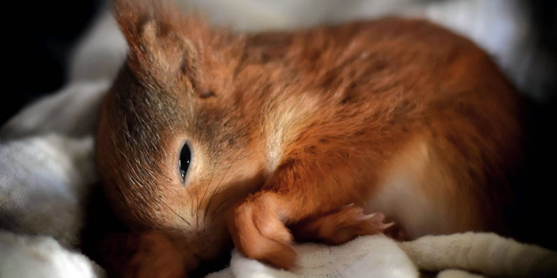 Die Eichhörnchenhilfe Berlin-Brandenburg in Teltow hilft ausgehungerten, verletzten oder kranken Tieren. Die Tiere finden keine Nahrung, weil die Gärten zu perfekt sind.