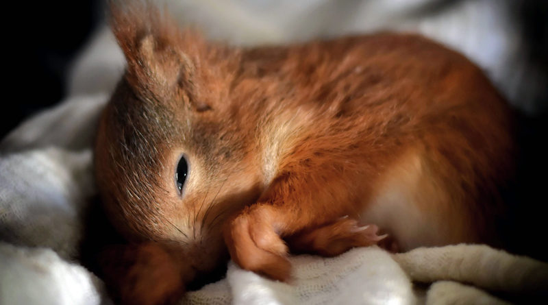 Die Eichhörnchenhilfe Berlin-Brandenburg in Teltow hilft ausgehungerten, verletzten oder kranken Tieren. Die Tiere finden keine Nahrung, weil die Gärten zu perfekt sind.