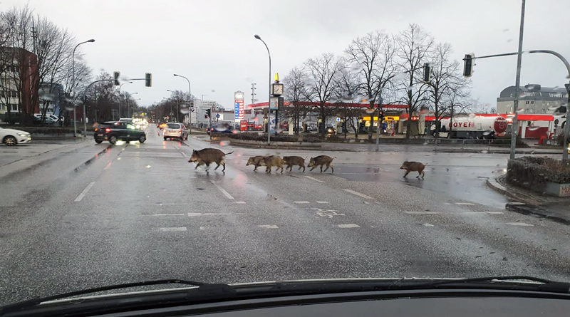 Höheres Risiko für Wildunfälle im Herbst: So schützen Sie Tiere und sich selbst