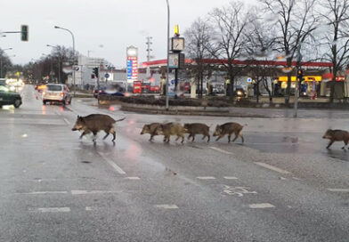 Höheres Risiko für Wildunfälle im Herbst: So schützen Sie Tiere und sich selbst