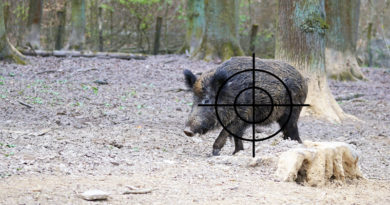 Das Umweltministerium des Landes Brandenburg hat ein Gutachten zur Wildschweinbejagung mit Ultraschallmunition in Auftrag gegeben, mit der auch innerorts geschossen werden kann. Heute Vormittag wurde das Ergebnis bekannt gegeben.