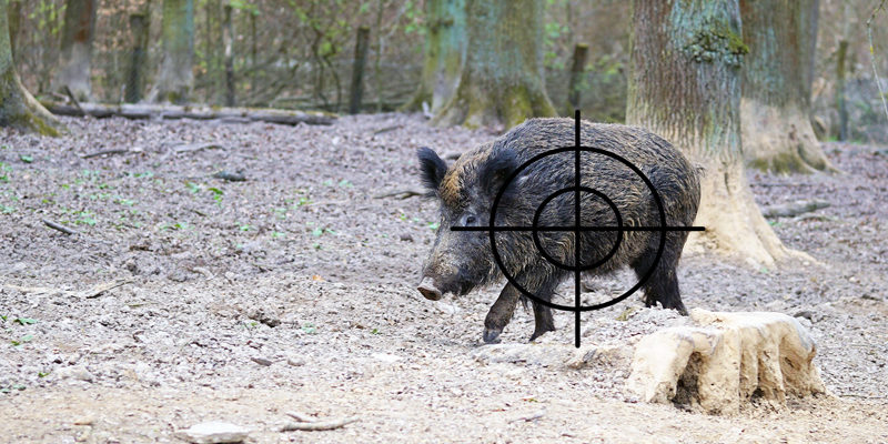 Das Umweltministerium des Landes Brandenburg hat ein Gutachten zur Wildschweinbejagung mit Ultraschallmunition in Auftrag gegeben, mit der auch innerorts geschossen werden kann. Heute Vormittag wurde das Ergebnis bekannt gegeben.