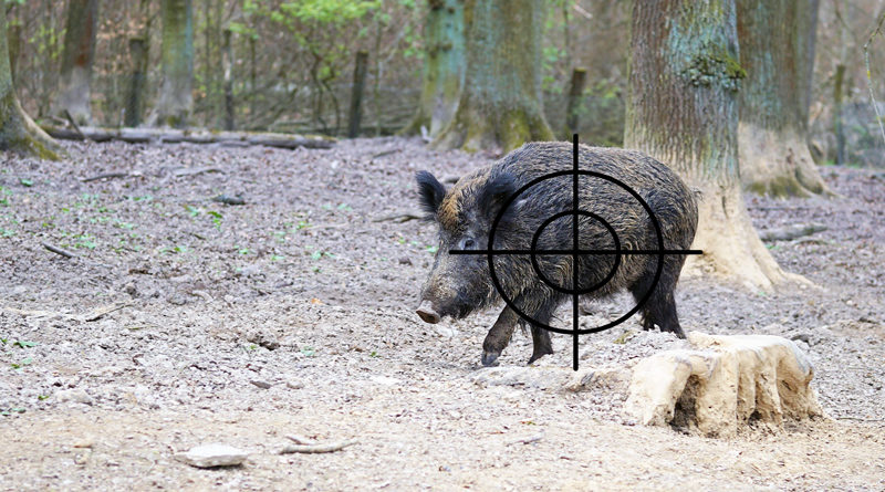 Das Umweltministerium des Landes Brandenburg hat ein Gutachten zur Wildschweinbejagung mit Ultraschallmunition in Auftrag gegeben, mit der auch innerorts geschossen werden kann. Heute Vormittag wurde das Ergebnis bekannt gegeben.