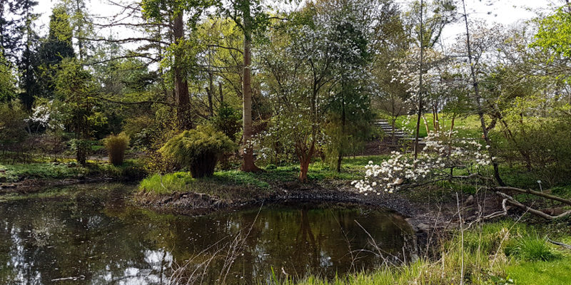Die Freilandanlagen im Botanischen Garten Berlin dürfen wieder Besuch empfangen. Am kommenden Montag wird der genaue Termin bekannt gegeben. Derzeit können Interessierte den Frühling mit dem virtuellen Fotorundgang eerleben.