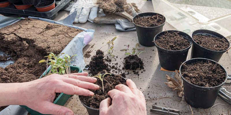 Der Berliner Staudenmarkt im Botanischen Garten sollte eigentlich an diesem Wochenende stattfinden, musste aber wegen des Coronavirus abgesagt werden. Dafür gibt es ab Samstag ein virtuelle Variante für Gärtner.