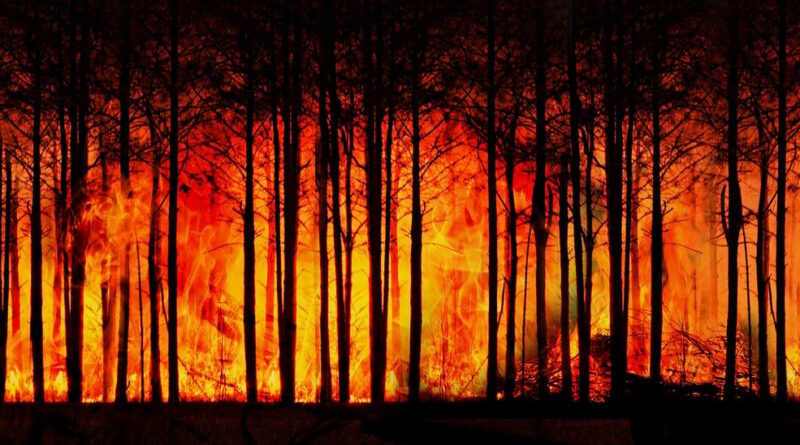 Waldbrand bei Kleinmachnow gelöscht