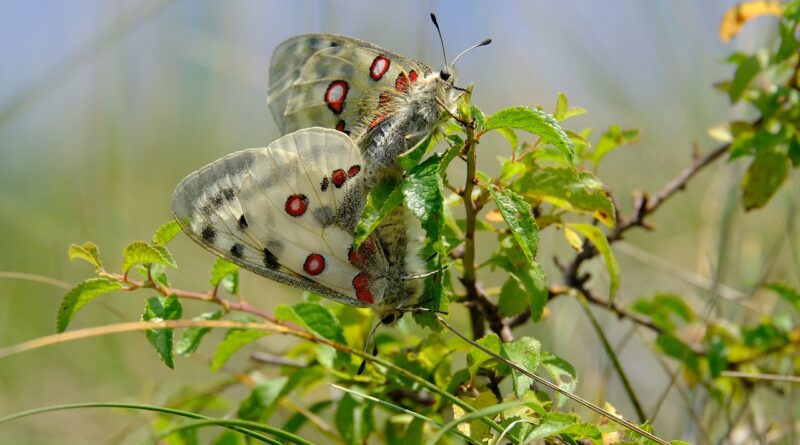 Schmetterling des Jahres 2024: Mosel-Apollofalter