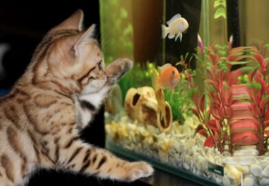 Aquaristik für Einsteiger: Tipps für das erste Aquarium