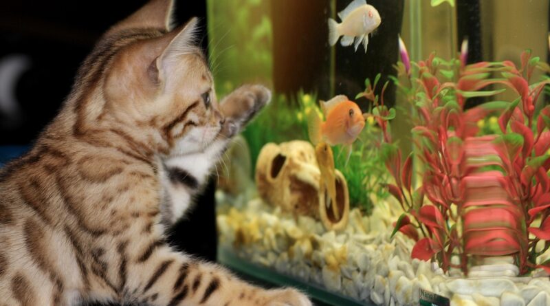Aquaristik für Einsteiger: Tipps für das erste Aquarium
