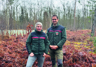 Die Wälder der Region im Klimastress