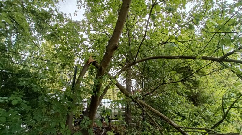 Sturmschäden in der Region