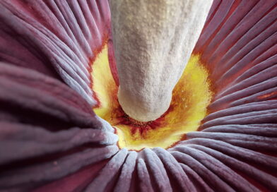 Nichts stinkt schöner zum Himmel: Riesige Titanenwurz im Botanischen Garten Berlin steht kurz vor der Blüte