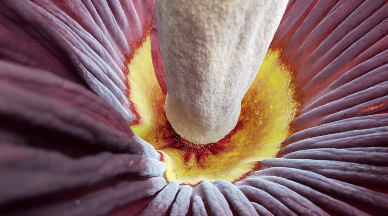 Nichts stinkt schöner zum Himmel: Riesige Titanenwurz im Botanischen Garten Berlin steht kurz vor der Blüte
