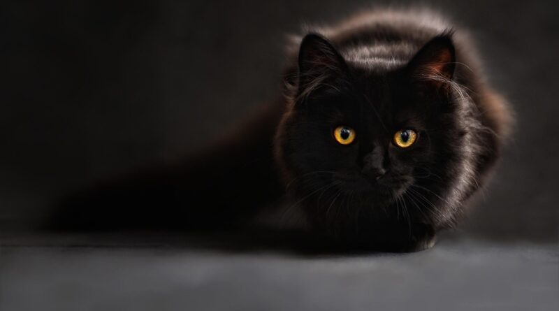 Die Katze: Erneut und unangefochten Heimtier Nr. 1
