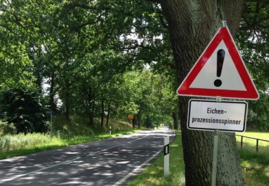Eichenprozessionsspinner-Befall steigt in der Region wieder an