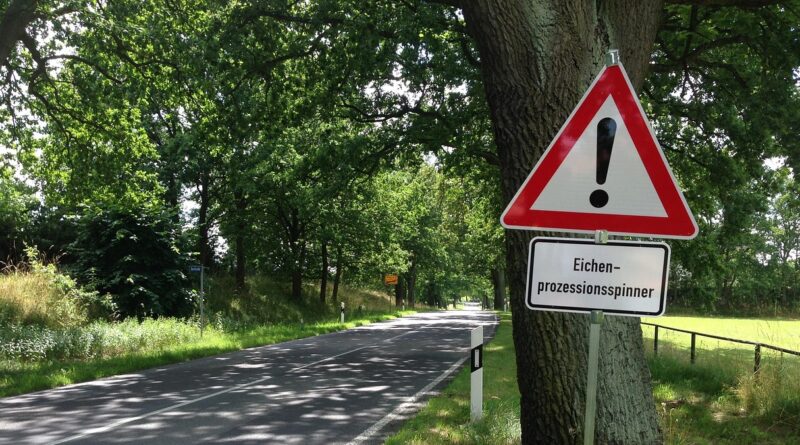 Eichenprozessionsspinner-Befall steigt in der Region wieder an