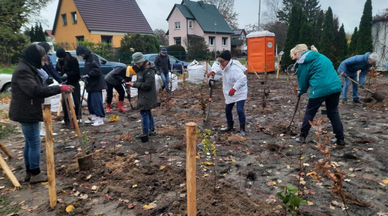 Bäume für die Zukunft in Teltow gepflanzt