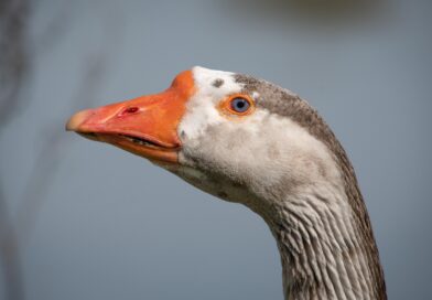 Tierquälerei bei Geflügelschlachthof in Seddiner See: Bündnisgrüne fordern Aufklärung und bessere Tierschutzkontrollen Tierquälerei bei Geflügelschlachthof in Seddiner See: Bündnisgrüne fordern Aufklärung und bessere Tierschutzkontrollen