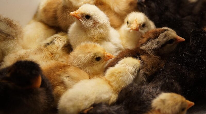 Geflügelpest im Landkreis Teltow-Fläming amtlich festgestellt Geflügelpest im Landkreis Teltow-Fläming amtlich festgestellt