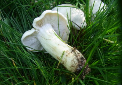 Frühjahrespilze: Gut oder giftig? – Botanischer Garten Berlin bietet kostenlose Pilzberatung an Frühjahrespilze: Gut oder giftig? – Botanischer Garten Berlin bietet kostenlose Pilzberatung an