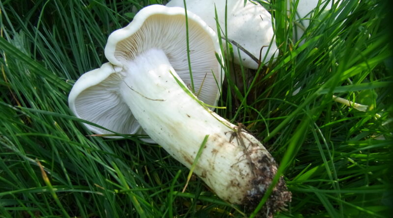 Frühjahrespilze: Gut oder giftig? – Botanischer Garten Berlin bietet kostenlose Pilzberatung an Frühjahrespilze: Gut oder giftig? – Botanischer Garten Berlin bietet kostenlose Pilzberatung an