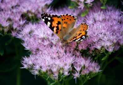 Mehr Natur im Garten? – Tipps für einen klima- und insektenfreundlichen Garten in Kleinmachnow