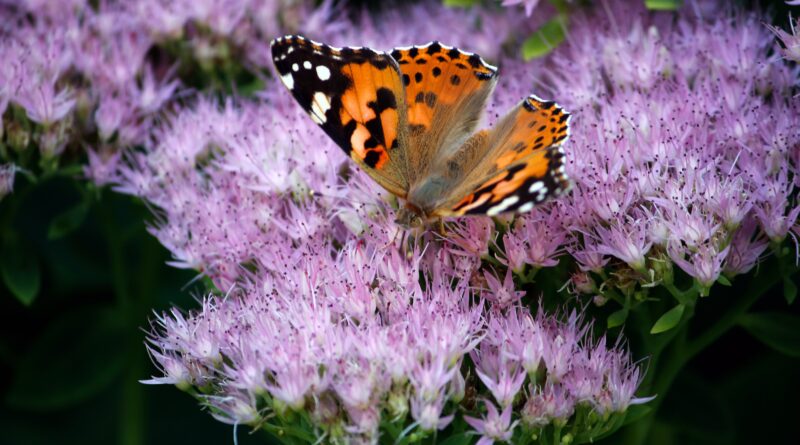 Mehr Natur im Garten? – Tipps für einen klima- und insektenfreundlichen Garten in Kleinmachnow