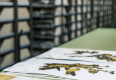 Seltener Fund im Herbarium des Botanischen Gartens Berlin: einzigartiger Farnbeleg von Chamisso entdeckt Seltener Fund im Herbarium des Botanischen Gartens Berlin: einzigartiger Farnbeleg von Chamisso entdeckt