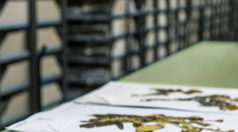 Seltener Fund im Herbarium des Botanischen Gartens Berlin: einzigartiger Farnbeleg von Chamisso entdeckt Seltener Fund im Herbarium des Botanischen Gartens Berlin: einzigartiger Farnbeleg von Chamisso entdeckt
