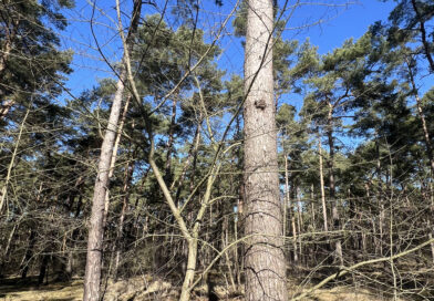 Invasive Pflanzenarten – Eine Gefahr für das heimische Ökosystem