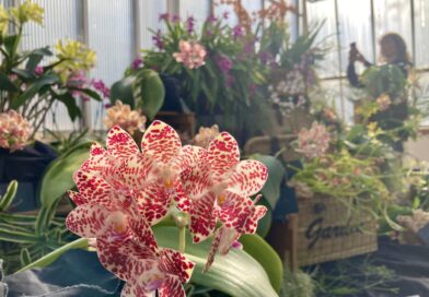 Start des Vorverkaufs für die 16. Orchideenschau im Botanischen Garten Berlin