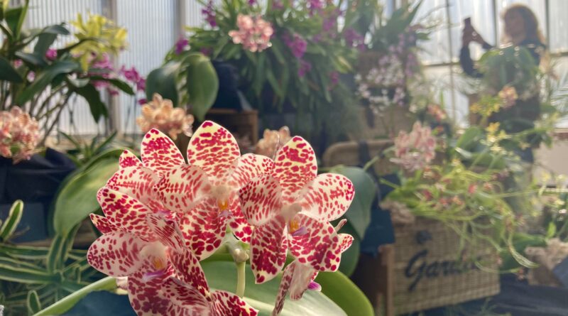 Start des Vorverkaufs für die 16. Orchideenschau im Botanischen Garten Berlin