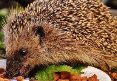 „Dein Garten. Dein Igelschutz“ – toom Baumärkte unterstützen Brandenburger Tierschutzkampagne mit Informationen zum Igelschutz „Dein Garten. Dein Igelschutz“ – toom Baumärkte unterstützen Brandenburger Tierschutzkampagne mit Informationen zum Igelschutz