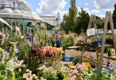 Blüten, Blattfarben und Fruchtschmuck: Herbst-Staudenmarkt im Botanischen Garten Berlin am 5. und 6. September