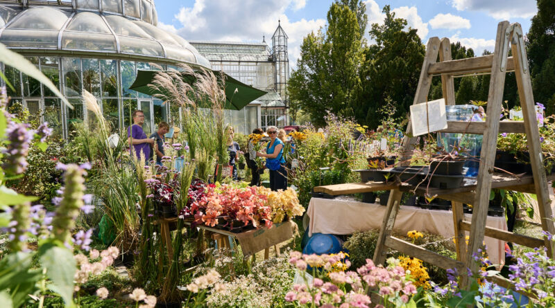 Blüten, Blattfarben und Fruchtschmuck: Herbst-Staudenmarkt im Botanischen Garten Berlin am 5. und 6. September