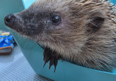 Netto-Vereinsspenden-Aktion begünstigt dieses Jahr den Tierschutz Ludwigsfelde e.V.
