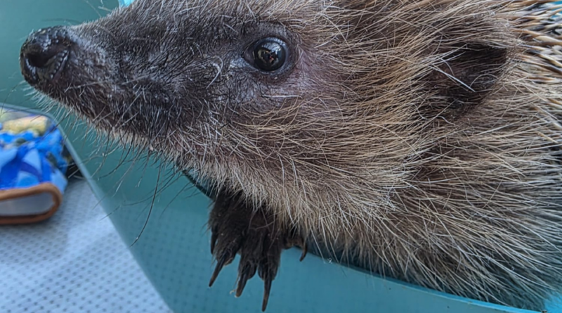 Netto-Vereinsspenden-Aktion begünstigt dieses Jahr den Tierschutz Ludwigsfelde e.V.