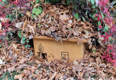 Winterquartier für Igel leicht gemacht