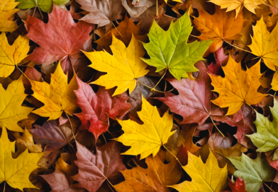 Herbstlaub: Drei Gründe, es im Garten liegen zu lassen