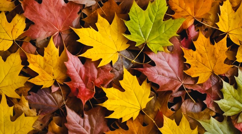 Herbstlaub: Drei Gründe, es im Garten liegen zu lassen